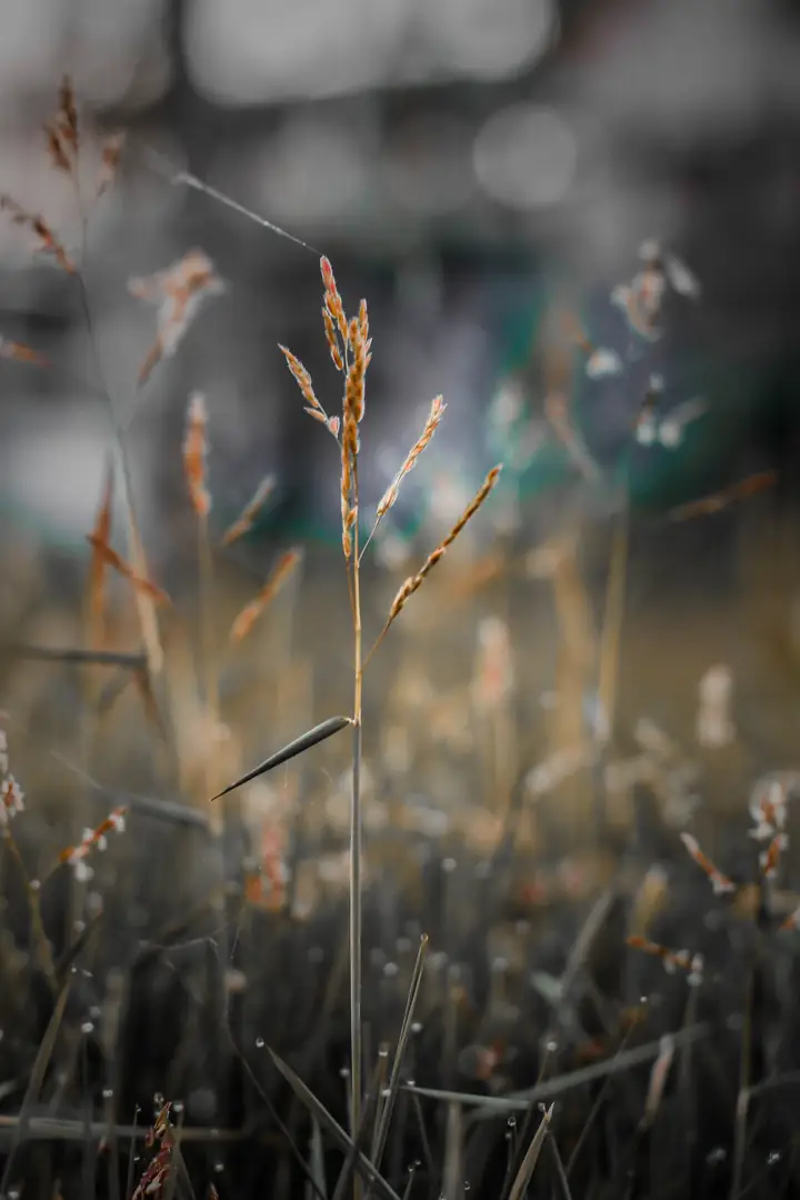Morning Dew